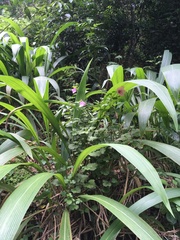 Hibiscus pedunculatus