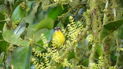 Basileuterus delattrii