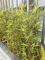 Phyllostachys nigra