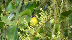 Basileuterus delattrii