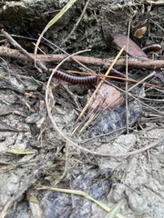Anadenobolus monilicornis