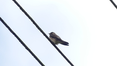 Stelgidopteryx ruficollis