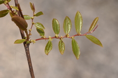 Phyllanthus sellowianus