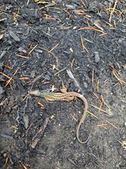 Podarcis siculus campestris