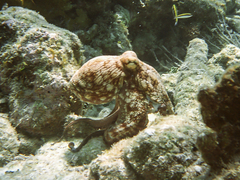 Octopus insularis