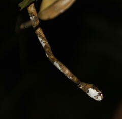 Aplopeltura boa