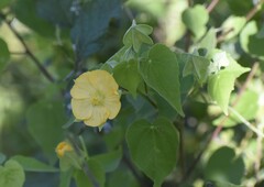 Abutilon hypoleucum
