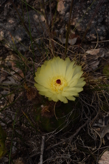 Parodia ottonis