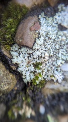 Physcia caesia