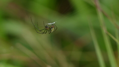 Leucauge argyrobapta