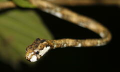 Aplopeltura boa