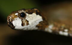 Aplopeltura boa