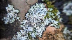 Physcia caesia