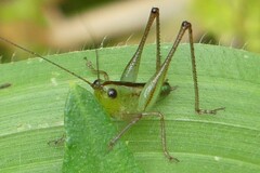 Conocephalus saltator