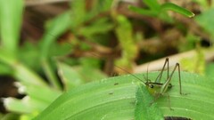 Conocephalus saltator