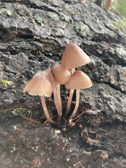 Mycena bulliformis