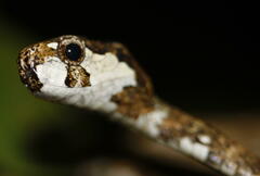 Aplopeltura boa