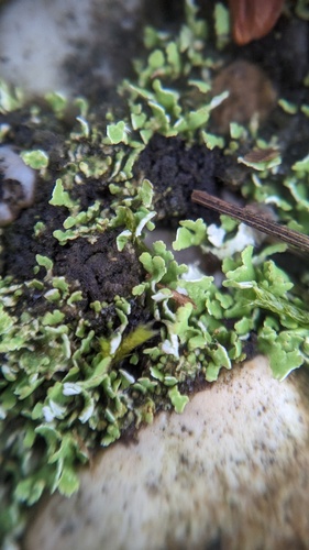 breekbaar heidestaartje