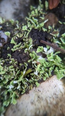 Cladonia callosa