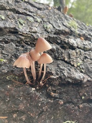 Mycena bulliformis