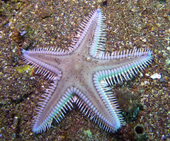 Astropecten armatus