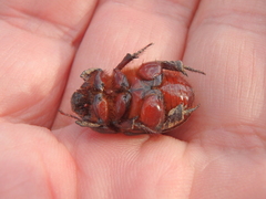 Temnorhynchus baal