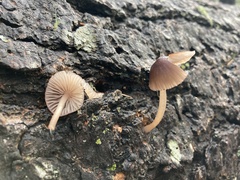 Mycena bulliformis