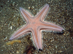 Astropecten armatus
