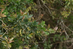 Berberis laurina
