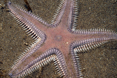 Astropecten armatus