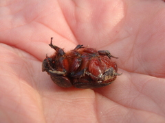 Temnorhynchus baal