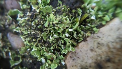 Cladonia callosa
