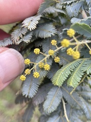 Acacia baileyana