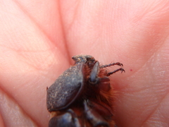 Temnorhynchus baal