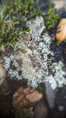 Lecanora campestris