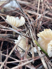 Marasmius calhouniae