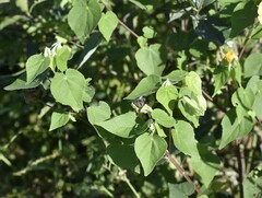 Abutilon hypoleucum