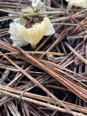 Marasmius calhouniae