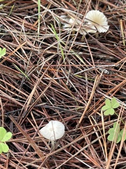 Marasmius calhouniae