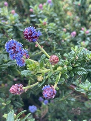 Ceanothus