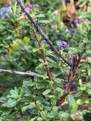 Ceanothus