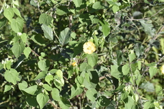 Abutilon hypoleucum