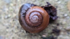 Aegopinella nitidula