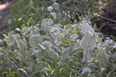 Abutilon trisulcatum