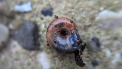 Aegopinella nitidula