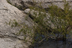 Phyllanthus sellowianus