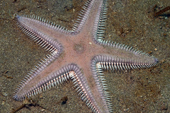 Astropecten armatus