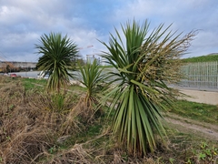 Cordyline australis