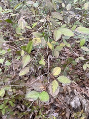 Lonicera fragrantissima