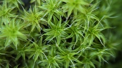 Syntrichia ruraliformis